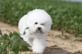 BICHON FRISE 210